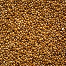 kodo grain