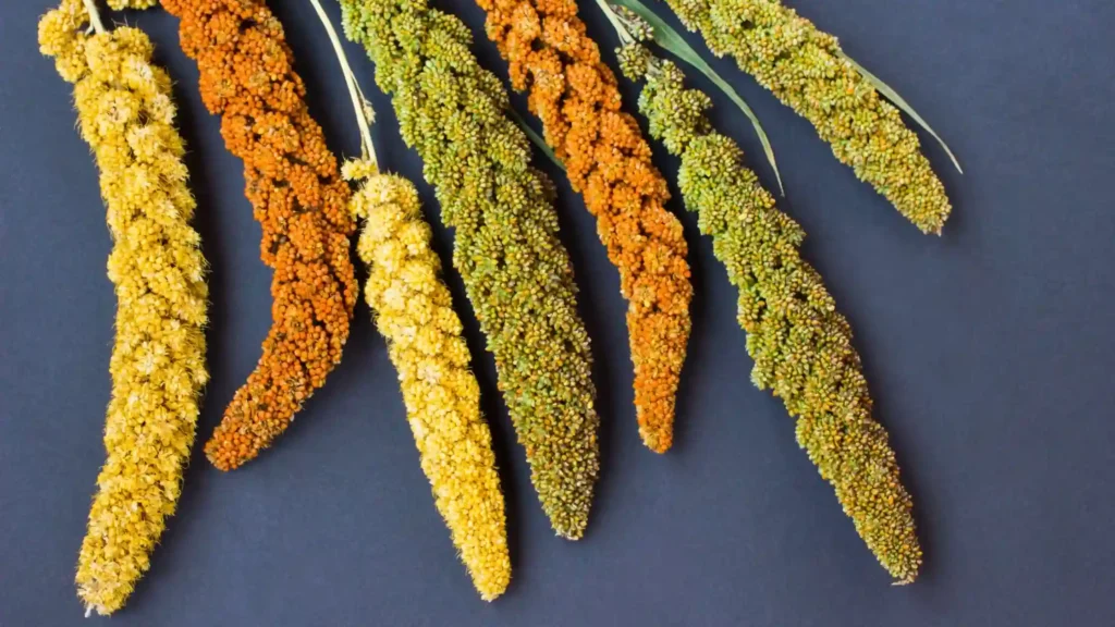 millet grains