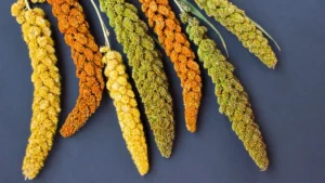 millet grains