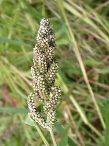 swank millet grain